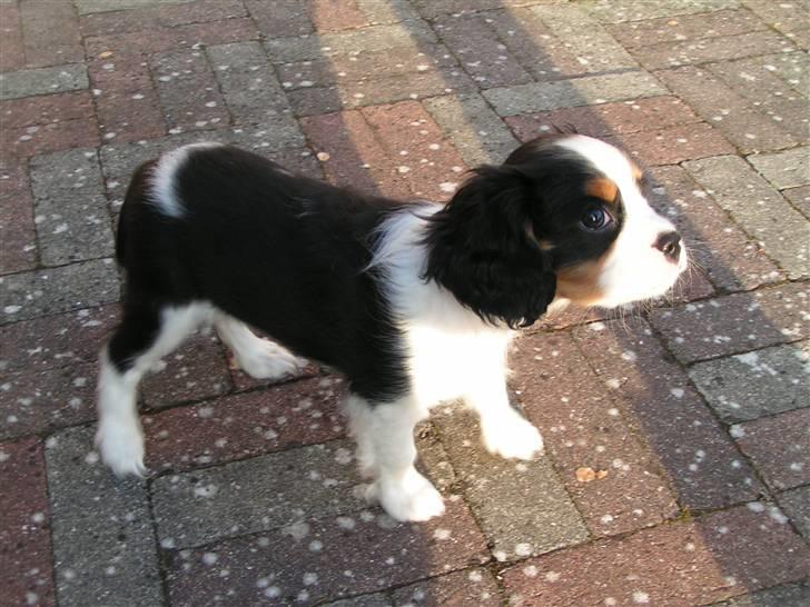 Cavalier king charles spaniel Luna billede 8