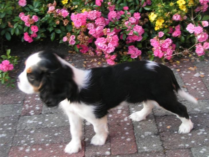 Cavalier king charles spaniel Luna billede 9