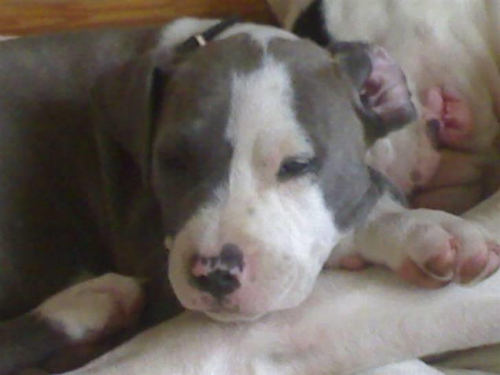 Amerikansk staffordshire terrier Hera - Kan du stå for mig??? billede 1