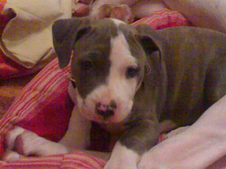 Amerikansk staffordshire terrier Hera - TIT....her er jeg billede 2