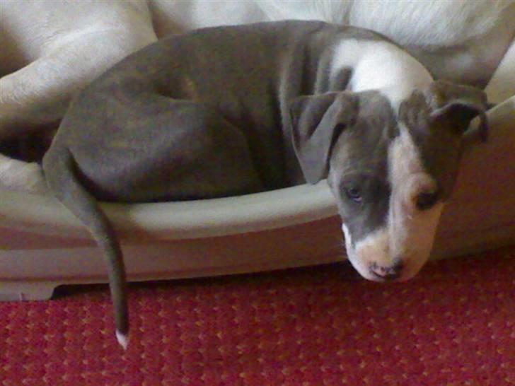 Amerikansk staffordshire terrier Hera - Du tror da ikke at jeg flytter mig??!! billede 3