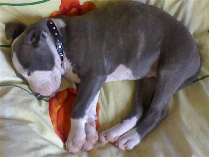 Amerikansk staffordshire terrier Hera - Man skal sove for at vokse...... billede 4