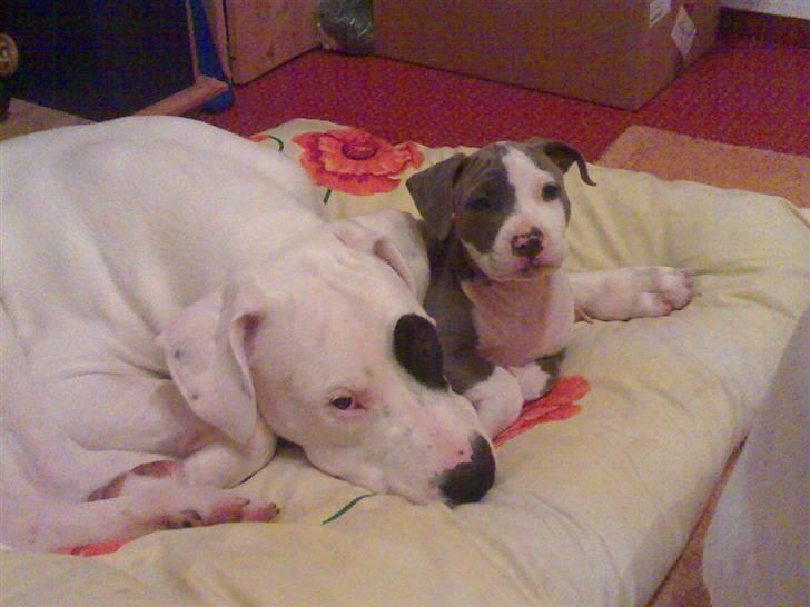 Amerikansk staffordshire terrier Hera - Her ligger jeg sammen med den store Djuk på knap 6 måneder!! billede 5