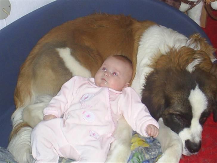 Sankt bernhardshund Bamse Død den 10/9-08 billede 1