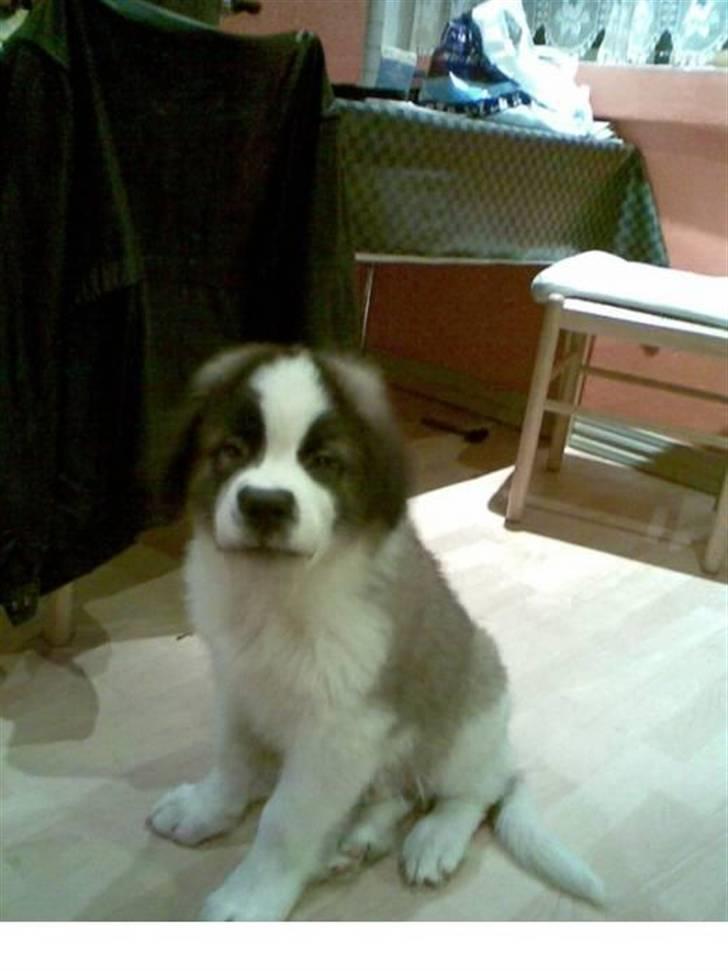 Sankt bernhardshund Bamse Død den 10/9-08 billede 2