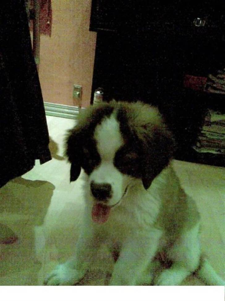 Sankt bernhardshund Bamse Død den 10/9-08 billede 3