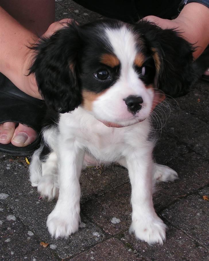 Cavalier king charles spaniel Luna billede 10