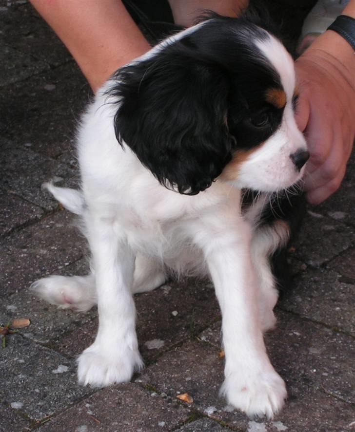 Cavalier king charles spaniel Luna billede 11