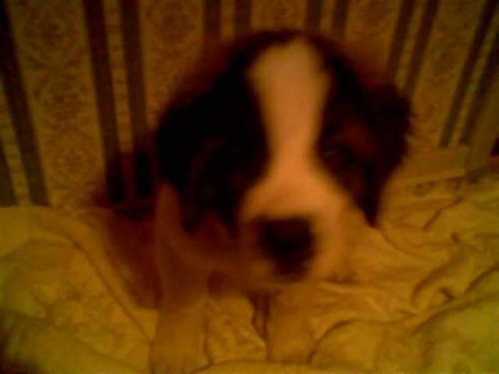 Sankt bernhardshund Bamse Død den 10/9-08 billede 5