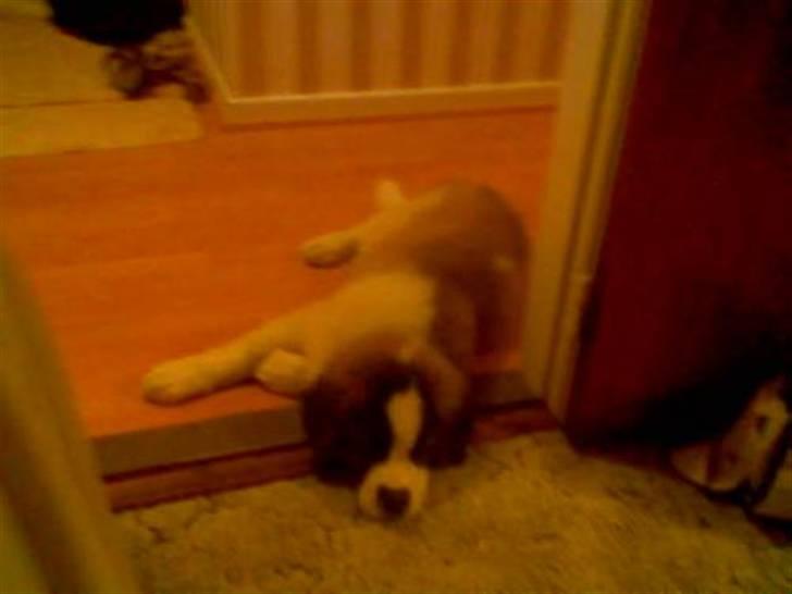 Sankt bernhardshund Bamse Død den 10/9-08 billede 6