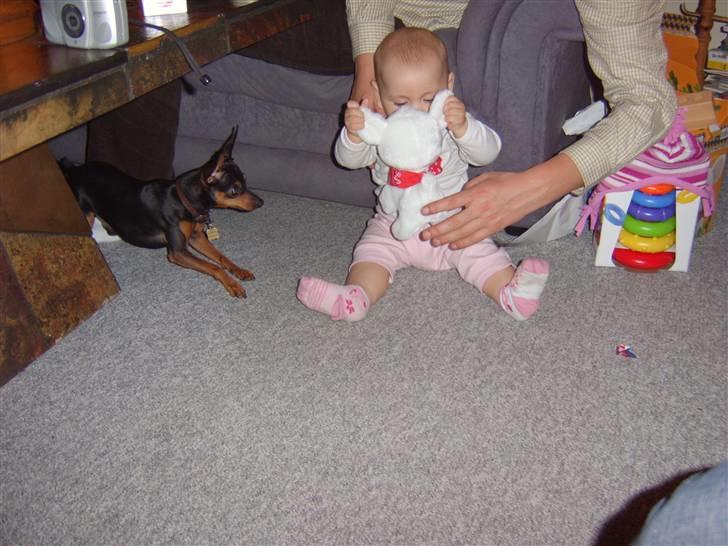 Prazsky krysarik Speedy - og jeg er rigtig god til at passe små børn billede 8