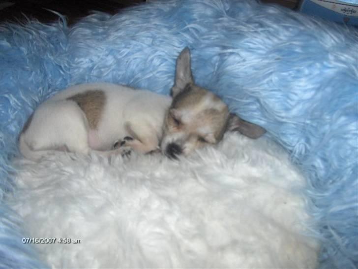 Chihuahua mimi - her putter hun i sin dejlige plys seng billede 1