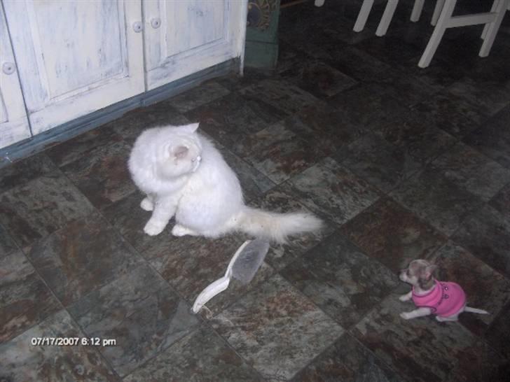 Chihuahua mimi - mimi og vores kat samson leger med en støvkost billede 2