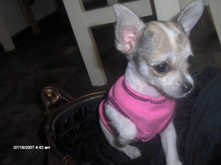 Chihuahua mimi - mimi er helt tosset med min mors taske billede 3