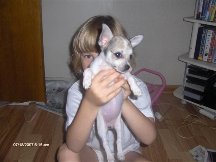 Chihuahua mimi billede 4