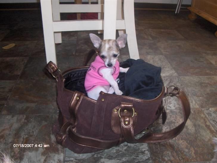 Chihuahua mimi billede 5