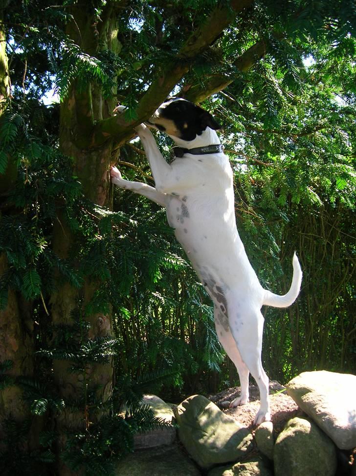 Dansk svensk gaardhund Mille  billede 8