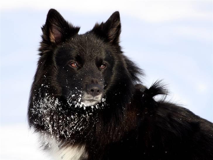 Islandsk fårehund Balder billede 1
