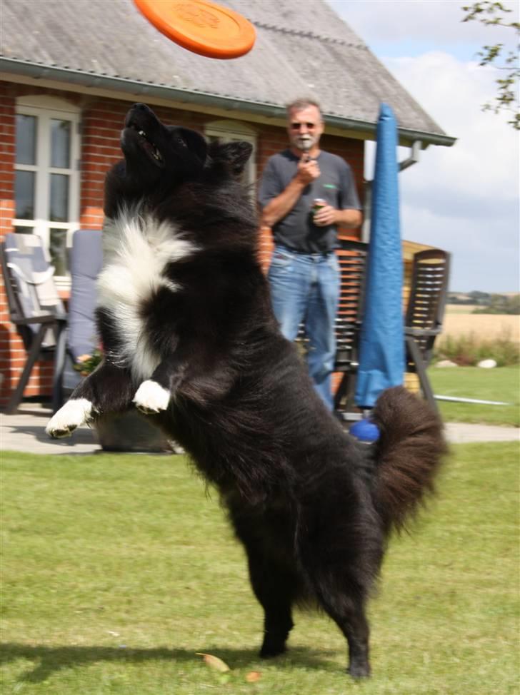 Islandsk fårehund Balder billede 2