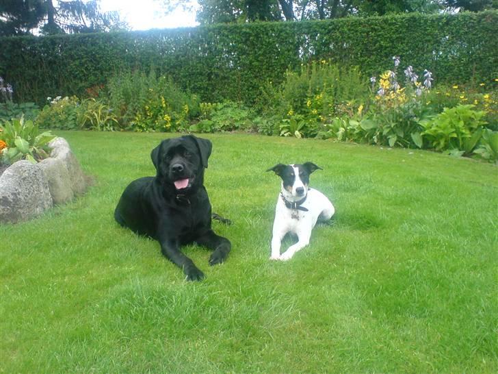 Dansk svensk gaardhund Mille  - Mille og bebe <3 billede 10