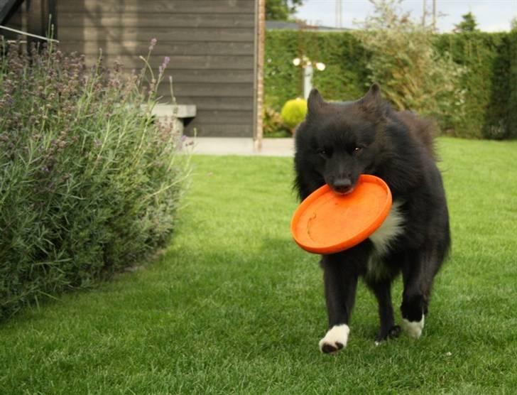Islandsk fårehund Balder - Balder med hans elskede frisbee billede 3
