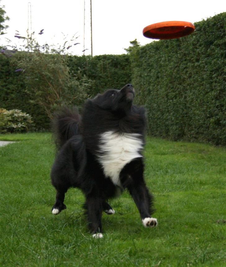 Islandsk fårehund Balder billede 4