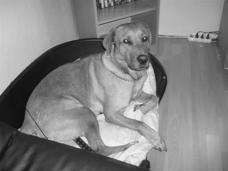 Labrador retriever sonick - lad mig nu bare sove lidt  billede 1