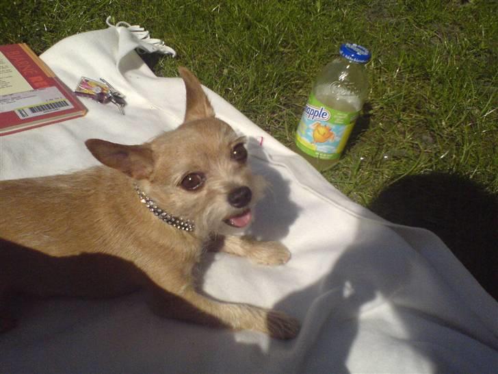 Blanding af racer Pyt - Pytte med nytrimmet pels, nyder solen i haven ! :-) billede 4