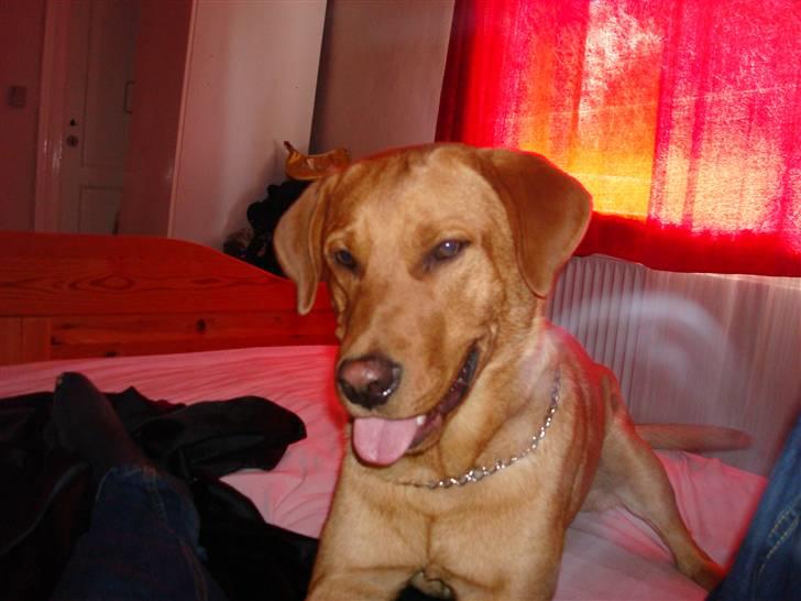 Labrador retriever sonick - leg dog med mig  billede 2
