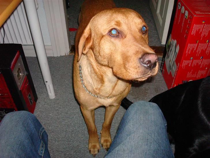 Labrador retriever sonick - davs du  billede 3