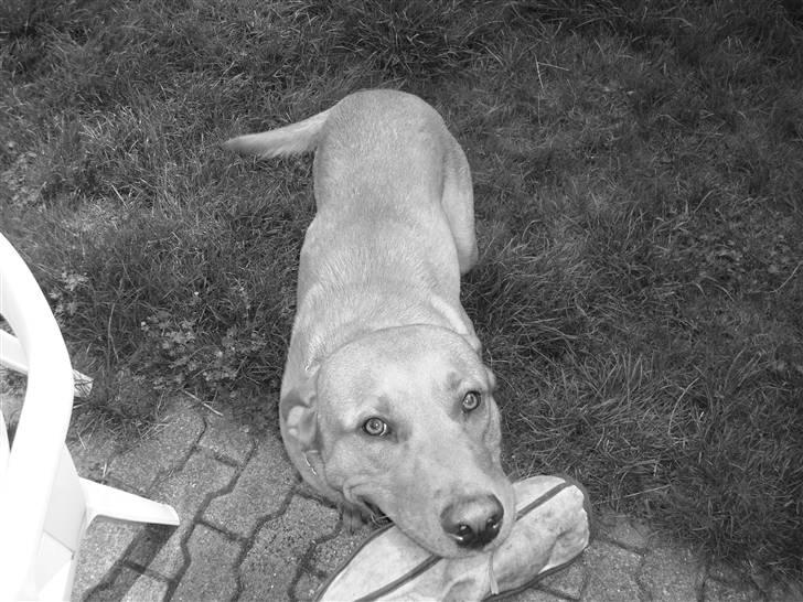 Labrador retriever sonick - uskyldigheden selv :D billede 4