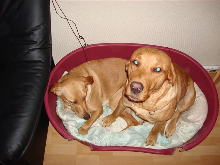 Labrador retriever sonick - Sonick & Molly : ) billede 5