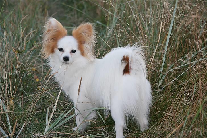 Papillon Zille - Zille sommer 2007 billede 1