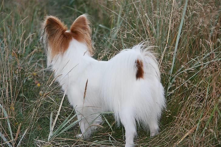 Papillon Zille - Zille sommer 2007 billede 2