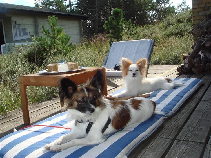 Papillon Zille - Zille og hendes veninde Freja slapper af i sommerhuset 2007 billede 3