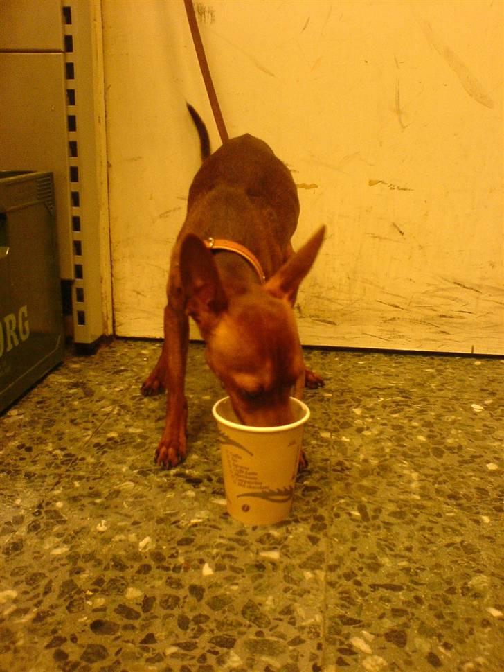 Dvaergpinscher Snoopy  - Snoops med på arbejde.. billede 3