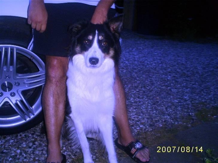 Border collie charly billede 2