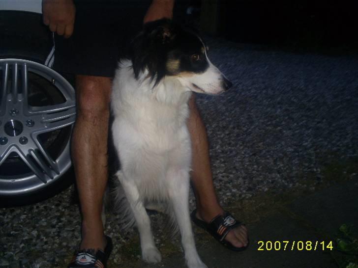 Border collie charly billede 3