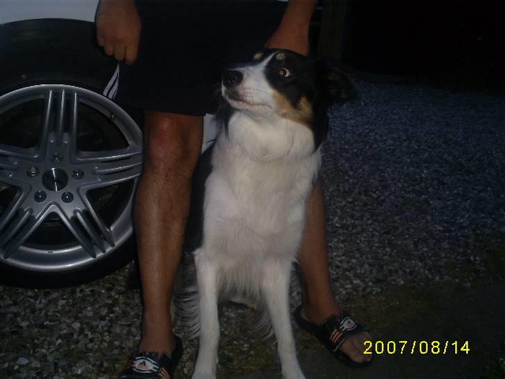 Border collie charly billede 4