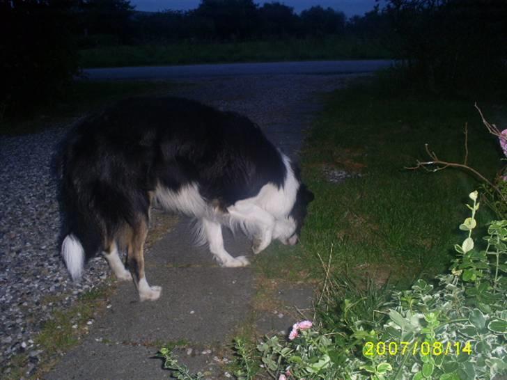 Border collie charly billede 5