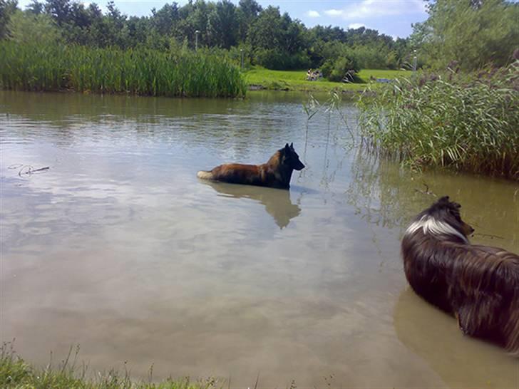 Tervueren Didder billede 4