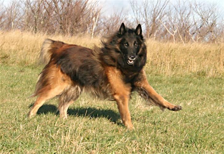 Tervueren Didder billede 5