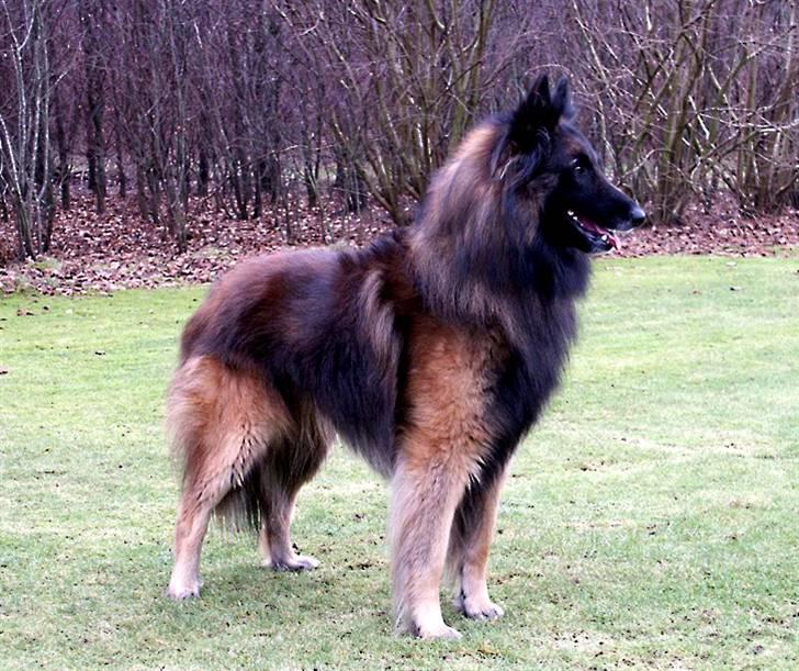 Tervueren Didder billede 6