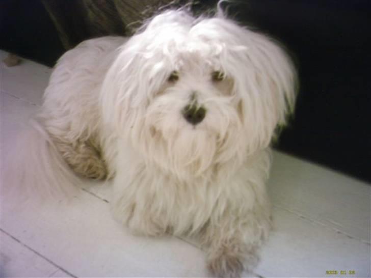 Coton de tulear Basil (Hundehimlen tog imod ham d. 18.03.2014) - Elektrisk hundehår billede 1