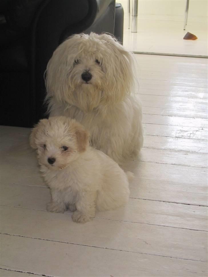 Coton de tulear Basil (Hundehimlen tog imod ham d. 18.03.2014) - Bare rolig lille hund, skal nok passe godt på dig billede 2