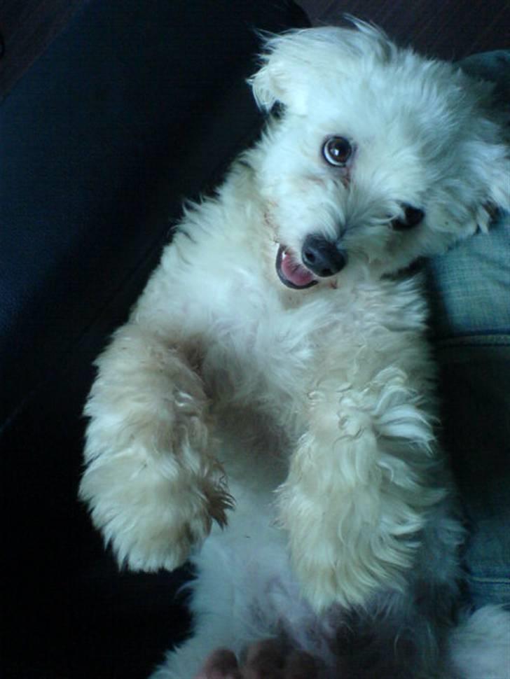 Coton de tulear Futte (Hundehimlen tog imod ham d. 24.11.2011) - Virker mine hundehvalpe øjne stadig? billede 3
