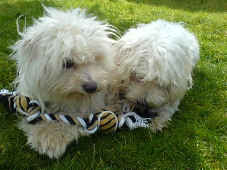 Coton de tulear Futte (Hundehimlen tog imod ham d. 24.11.2011) - Du må gerne smage... billede 4