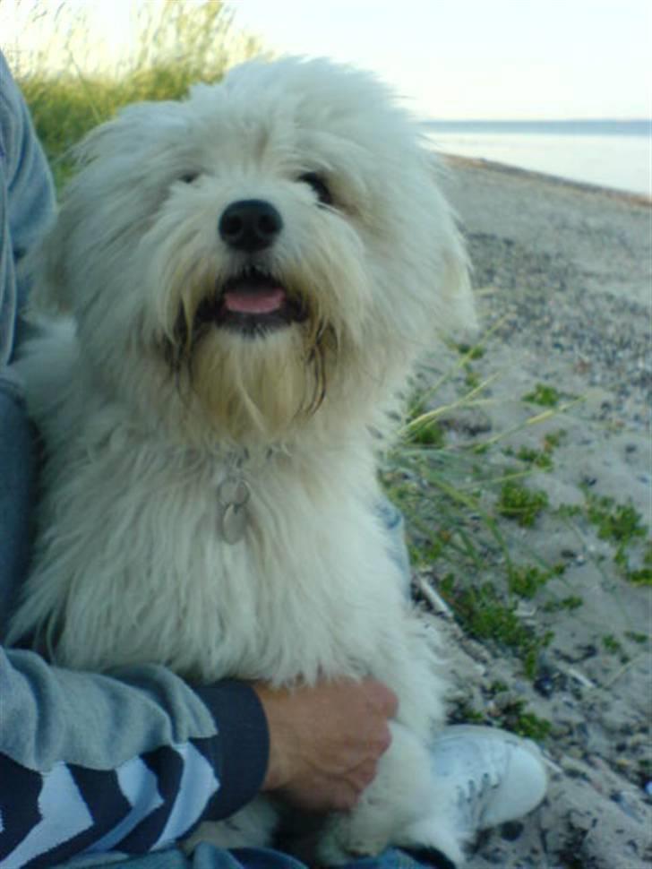Coton de tulear Futte (Hundehimlen tog imod ham d. 24.11.2011) - Har jeg noget i mundvigene? billede 5