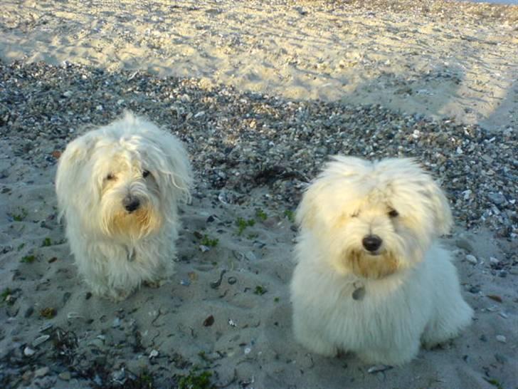 Coton de tulear Basil (Hundehimlen tog imod ham d. 18.03.2014) - Jeg træder gerne i baggrunden for lillebror billede 3