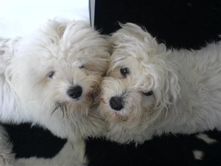 Coton de tulear Basil (Hundehimlen tog imod ham d. 18.03.2014) - Vi eeeeeeelsker hinanden..... billede 4